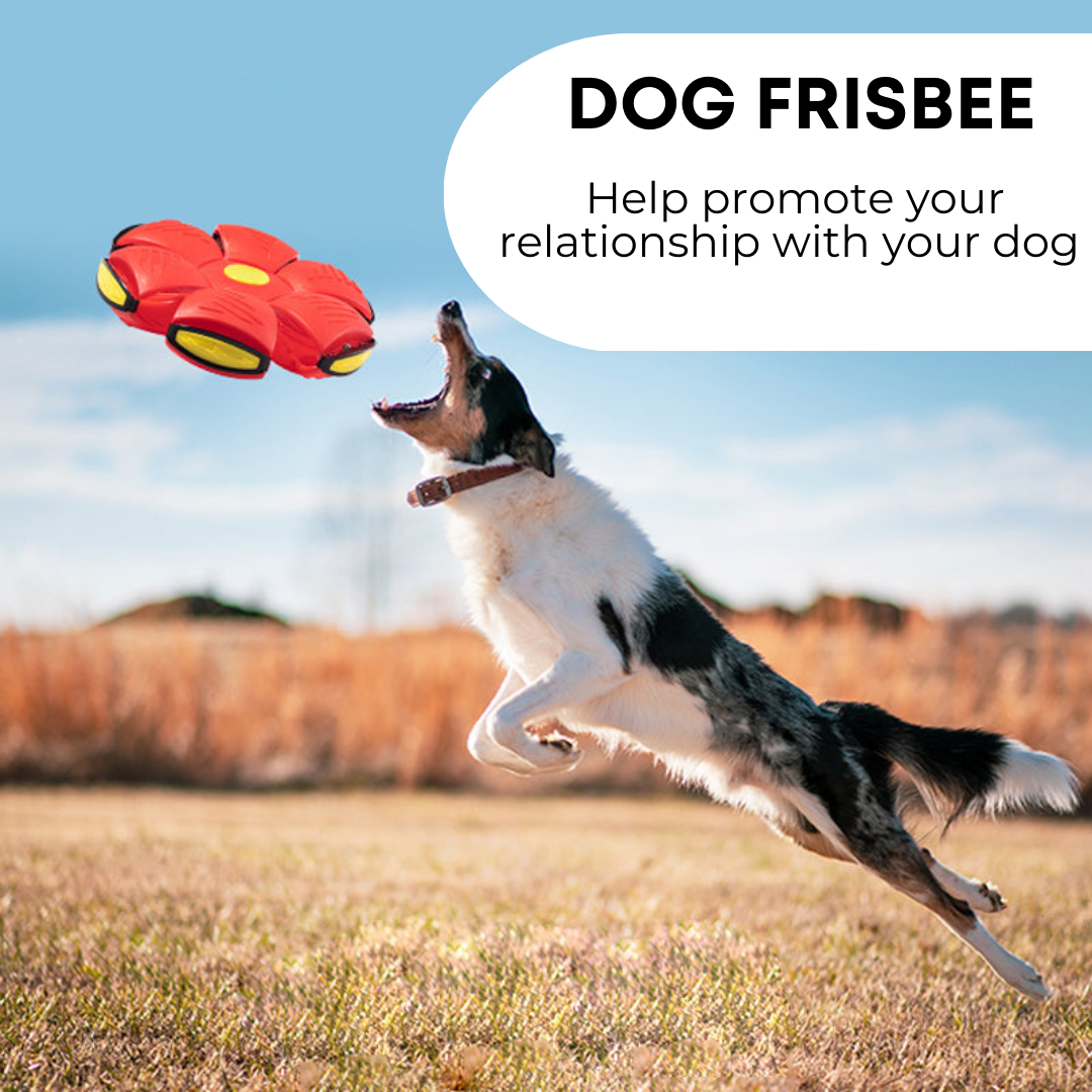 dog frisbee for fetch training and outdoor exercise