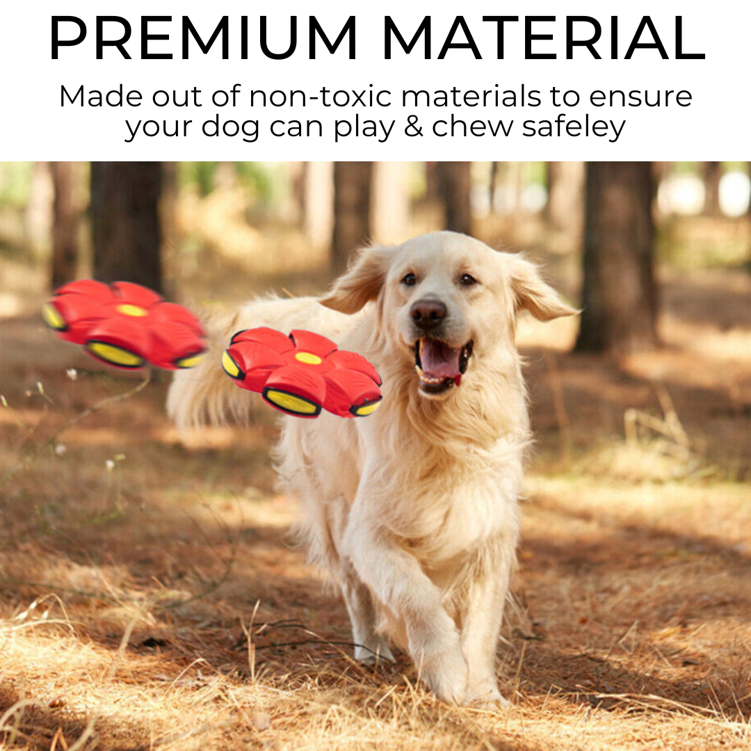 dog frisbee for fetch training and outdoor exercise